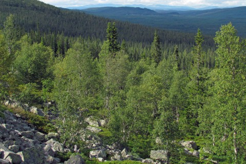 Uitgesterkte wildernis in Noorwegen