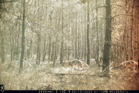wolven op de Veluwe