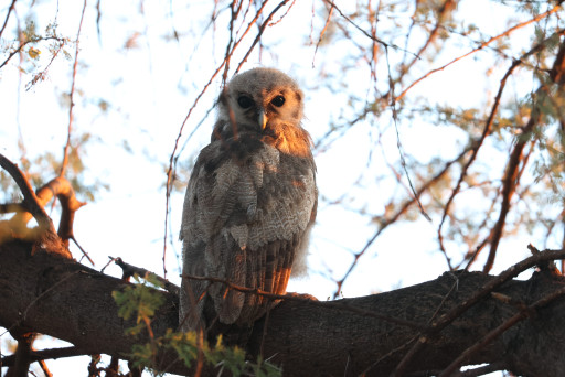 Giant Eagle Owl