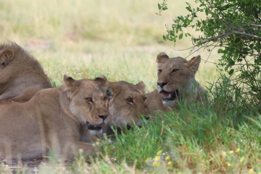 Leeuwen in Namibie