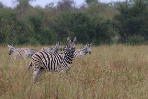 Zebra in Namibia