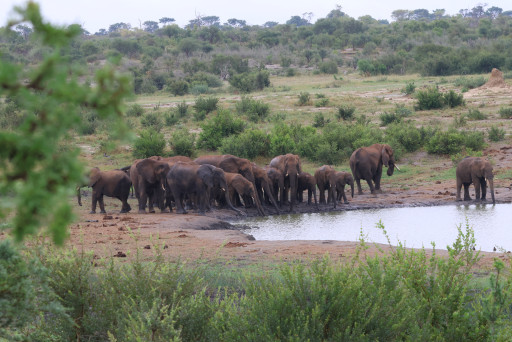 Woestijnolifanten Namibie